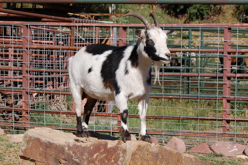 sacai goat