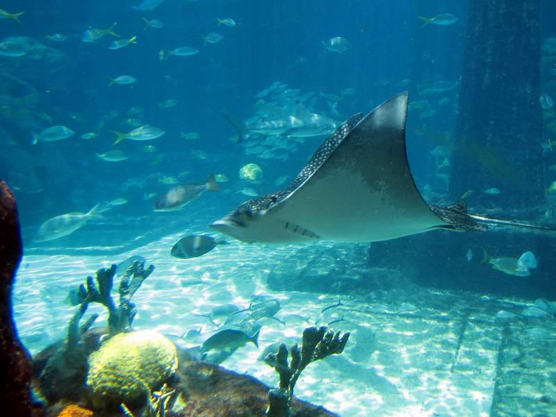 Ultimate Taxi 3D Atlantis Paradise Island Atlantis Aquarium Giant